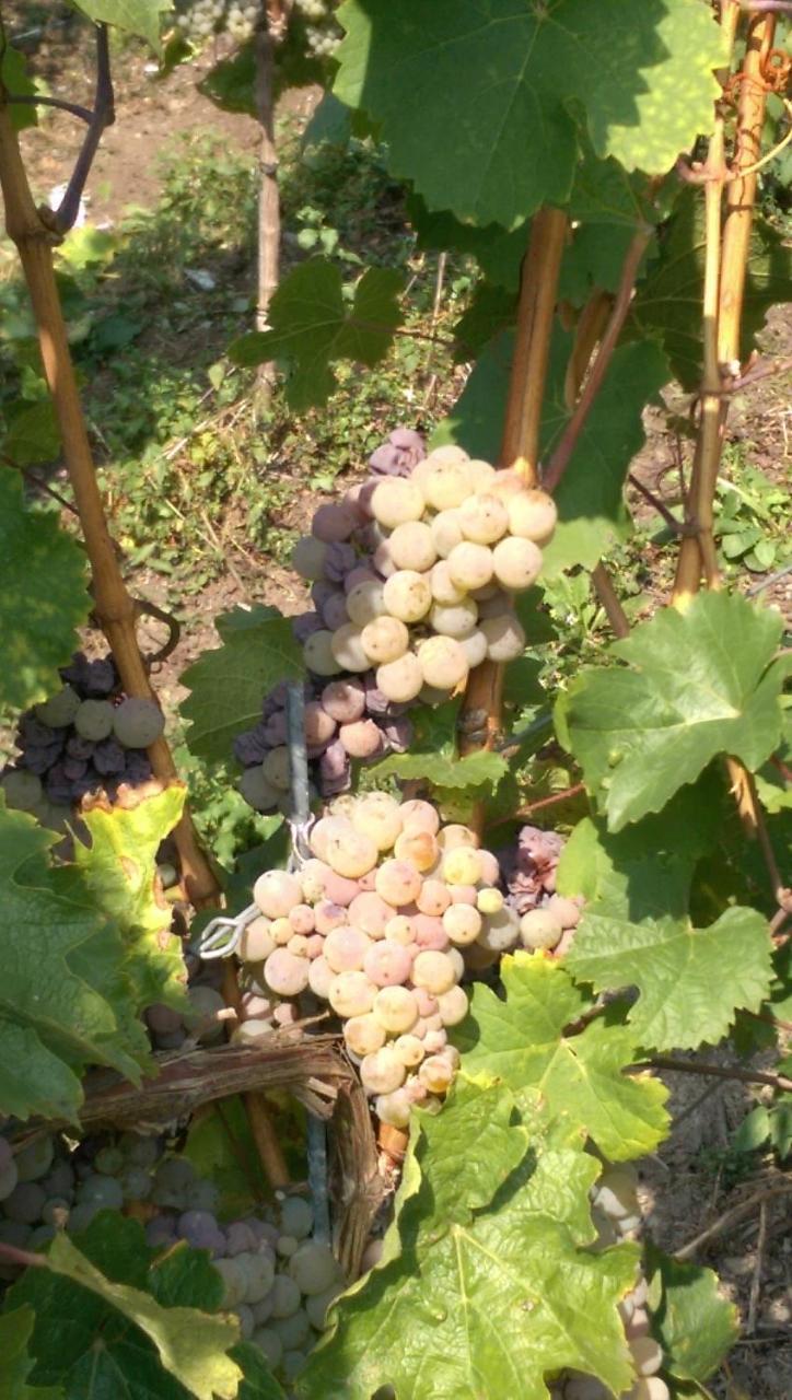 Wein- Und Gaestehaus Genetsch Lieser Εξωτερικό φωτογραφία